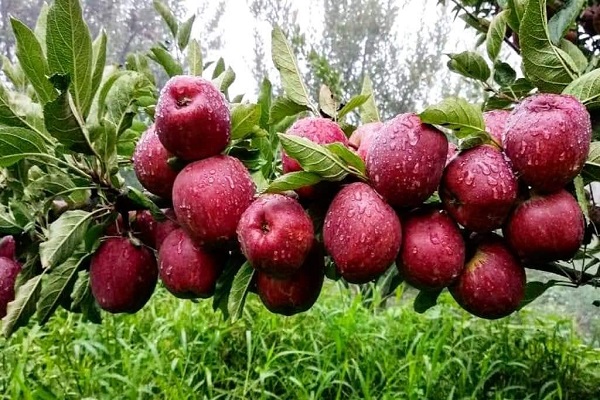 apple blush retreat tirthan valley